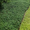 2.25gal Blue Rug Juniper Plant - National Plant Network: Groundcover, Erosion Control, Cold Hardy - 4 of 4