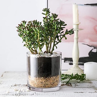 Elegant Clear Glass Cylinder Vase for Chic Floral Arrangements