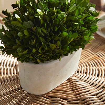 Green Boxwood Topiary in White Ceramic Pot