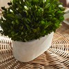 Plum & Post Boxwood Bush In Oval Pot - 3 of 4