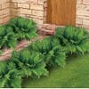 Collections Etc Artificial Parlour Palm Bushes - Set of 2 - 3 of 3