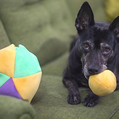 Small Multicolor Plush Hide-a-Ball Puzzle Dog Toy with Squeakers