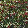 National Plant Network Live Outdoor Anise Tree Plant - 1ct 3 gal - 3 of 4