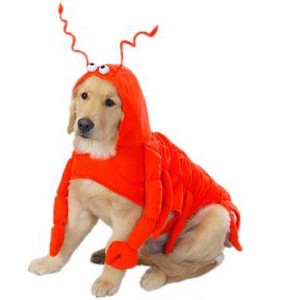 Casual Canine Lobster Paws Dog Costume - 1 of 3