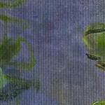 nympheas waterlilies