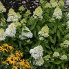 Hydrangea Sweet Summer 4" Potted Rocketliners - Van Zyverden - 4 of 4