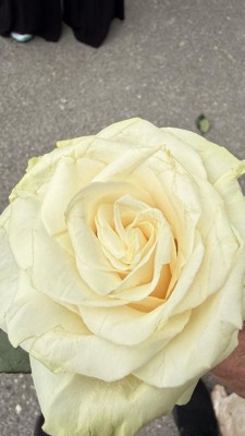 Guest review image 1 of 1, zoom in