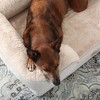 TOWN & COUNTRY EVERYDAY CuddleTown Comfy Solid Bolster Sofa Pet Bed - 4 of 4