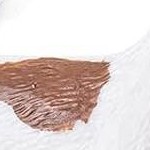 14pcs garden animals