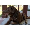 Country Brook Petz Heavy Duty Nylon Martingale Dog Collar with Deluxe Buckle - 30+ Vibrant Color Options - 4 of 4