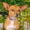 Country Brook Petz Deluxe Dog Collar - Groovy Collection - 2 of 4