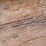 light beige, camel, medium brown, dark brown