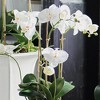 Plum & Post Barclay Butera Phalaenopsis In Ceramic Pot 18.5" - 3 of 3