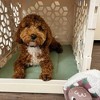 KindTail PAWD Cat and Dog Crate Pad - 3 of 3