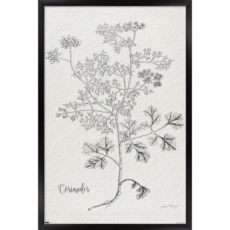 Trends International Jean Plout - Botanical Studies on Paper Coriander Framed Wall Poster Prints, 1 of 7