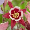 Van Zyverden 5ct Roots Aquilegia Columbine Biedermeier - 2 of 4