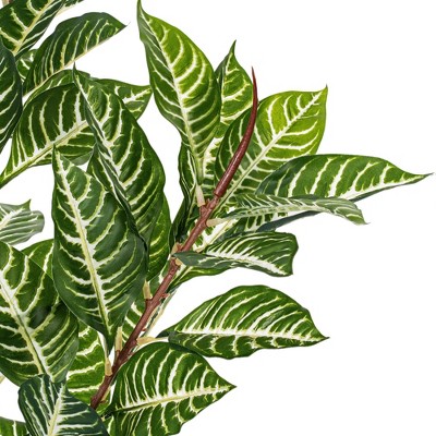 Tiny Green Faux Zebra Plant in Black Pot