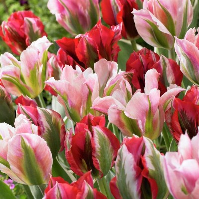 Set of 15 Bulbs Tulips Viridiflora Esperanto Blend - Van Zyverden