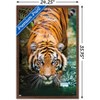 Trends International Tiger - Water Framed Wall Poster Prints - 3 of 4