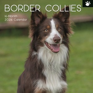 2026 Square Wall Calendar, Border Collies, 16-Month Paw Prints Theme with 180 Reminder Stickers (12x12 In) - 1 of 4