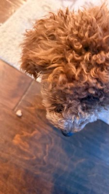 Guest review image 1 of 5, zoom in