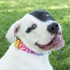 Country Brook Petz HossFit Jr Wide Martingale Dog Collar - Animal Print Collection - 2 of 4