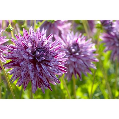 Van Zyverden Set of 5 Dahlias Blackberry Ripple Bulbs