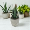 Unique Bargains Artificial Plants Mini Aloe-Vera in Pulp Plastic 2.76"x2.76"x5.51" 1 Pc - 2 of 4