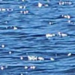 regis barnwood mocha narrow