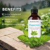 Majestic Pure Peppermint Essential Oil with Dropper - 100% Pure and Natural Premium Grade - 1 fl Oz - 3 of 4