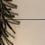 oak