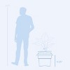 Bloem Veranda Resin Square Box Planter with Optional Knock-Out Drainage - 3 of 4