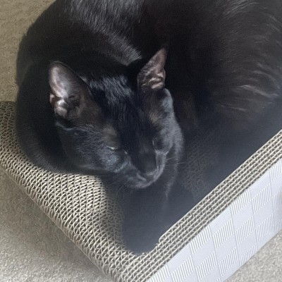 Guest review image 1 of 1, zoom in