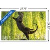 Trends International The Comedy Wildlife Photography Awards: Otter Kwek - Ballerina Framed Wall Poster Prints - 3 of 4
