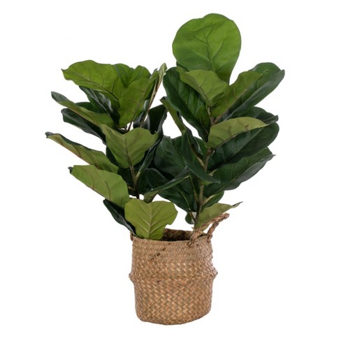 Vickerman Green Fiddle Leaf in Woven Basket - image 1 of 4