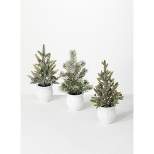 Sullivans 1' Potted Pine Artificial Tree Set of 3, 12"H Green