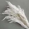 Alilang Decorative Dried Tall Grass Stems for Home Decoration and Floral Arrangements, 27.5 Inches - 3 of 4