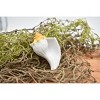 Collectible Wildlife Gifts | Whelk Shell, Carnivorous Sea Snail, Ocean, Sea Life, Plastic Model,  Animal, Life Like, Gift, 2 3/4"  F4108 B96 - 4 of 4
