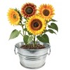 Collections Etc Grow Your Own Sunflower Plant Kit with Metal Pot - 2 of 2