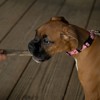 Country Brook Petz Deluxe Dog Collar - Critter Corner Collection - Made In The U.S.A. - 2 of 4