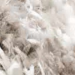 light gray, off white