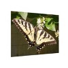 Trademark Fine Art Leslie Montgomery Eastern Tiger Swallowtail Butterfly Wingspan Wood Slat Art - 2 of 4