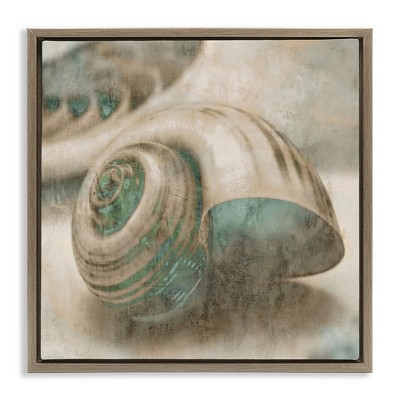 Stupell Industries Centered Sharkeye Seashell, 25" x 25"