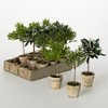 Sullivans Artificial 8.5" Potted Mini Tree Crate of 12 - 4 of 4