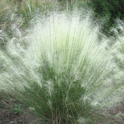 3pc White Muhly Grass with White Blooms - National Plant Network