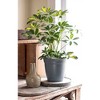 HC Companies 12 Inch Eclipse Planter Indoor Outdoor Round Classic Pot w/ Attached Saucer for Flowers, Vegetables, and Succulents, Warm Gray (2 Pack) - 4 of 4