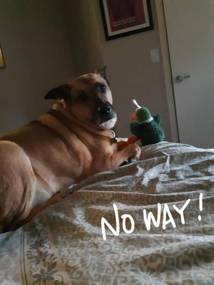 Guest review image 1 of 1, zoom in