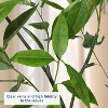 Acekool Artificial Eucalyptus Tree, Faux Olive Tree Indoor with White Pot, Slender Leaves, Home Office Living Room Decor, Low Maintenance - 4 of 4