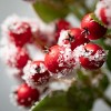 Artificial Snowy Red Berry Leaf Stem Multicolor 23"H - 2 of 2