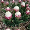 Touch Of ECO Double Scoop Ice Cream Tulip Flower Bulbs - image 3 of 4